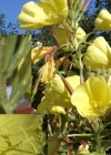 Einzelbild 6 Lamarcks Zweijährige Nachtkerze - Oenothera glazioviana
