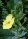 Einzelbild 6 Zweijährige Nachtkerze - Oenothera biennis aggr.