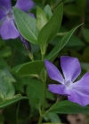 Einzelbild 4 Grosses Immergrün - Vinca major