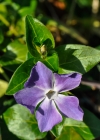 Einzelbild 7 Grosses Immergrün - Vinca major