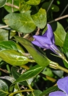 Einzelbild 8 Grosses Immergrün - Vinca major