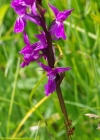 Einzelbild 1 Traunsteiners Fingerwurz - Dactylorhiza traunsteineri