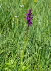 Einzelbild 7 Traunsteiners Fingerwurz - Dactylorhiza traunsteineri