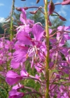 Einzelbild 6 Wald-Weidenröschen - Epilobium angustifolium