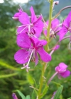 Einzelbild 7 Wald-Weidenröschen - Epilobium angustifolium