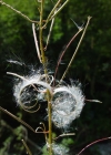 Einzelbild 8 Wald-Weidenröschen - Epilobium angustifolium