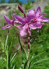 Einzelbild 5 Rosmarin-Weidenröschen - Epilobium dodonaei