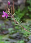 Einzelbild 6 Rosmarin-Weidenröschen - Epilobium dodonaei