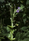 Einzelbild 5 Quirlblättriges Weidenröschen - Epilobium alpestre