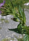 Einzelbild 7 Quirlblättriges Weidenröschen - Epilobium alpestre