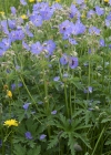 Einzelbild 5 Wiesen-Storchschnabel - Geranium pratense
