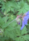 Einzelbild 7 Wiesen-Storchschnabel - Geranium pratense