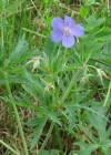 Einzelbild 8 Wiesen-Storchschnabel - Geranium pratense