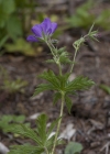 Einzelbild 5 Wald-Storchschnabel - Geranium sylvaticum