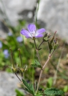 Einzelbild 8 Wald-Storchschnabel - Geranium sylvaticum