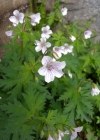 Einzelbild 7 Blassblütiger Storchschnabel - Geranium rivulare