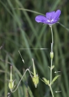 Einzelbild 5 Sumpf-Storchschnabel - Geranium palustre
