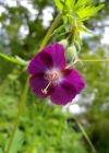 Einzelbild 5 Gewöhnlicher Braun-Storchschnabel - Geranium phaeum subsp. phaeum