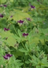 Einzelbild 8 Gewöhnlicher Braun-Storchschnabel - Geranium phaeum subsp. phaeum