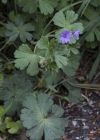 Einzelbild 5 Pyrenäen-Storchschnabel - Geranium pyrenaicum