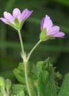 Einzelbild 7 Pyrenäen-Storchschnabel - Geranium pyrenaicum