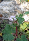 Einzelbild 6 Rundblättriger Storchschnabel - Geranium rotundifolium