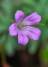 Einzelbild 7 Tauben-Storchschnabel - Geranium columbinum