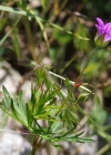 Einzelbild 8 Tauben-Storchschnabel - Geranium columbinum