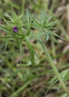 Einzelbild 5 Schlitzblättriger Storchschnabel - Geranium dissectum
