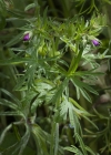 Einzelbild 6 Schlitzblättriger Storchschnabel - Geranium dissectum