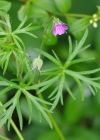 Einzelbild 7 Schlitzblättriger Storchschnabel - Geranium dissectum