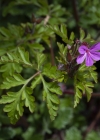 Einzelbild 6 Stinkender Storchschnabel - Geranium robertianum