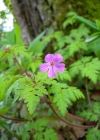 Einzelbild 7 Stinkender Storchschnabel - Geranium robertianum
