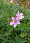 Einzelbild 6 Gemeiner Reiherschnabel - Erodium cicutarium