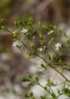 Einzelbild 8 Pyrenäen-Bergflachs - Thesium pyrenaicum