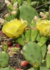 Einzelbild 4 Gemeiner Feigenkaktus - Opuntia humifusa