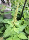 Einzelbild 5 Guter Heinrich - Chenopodium bonus-henricus