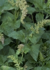 Einzelbild 6 Guter Heinrich - Chenopodium bonus-henricus