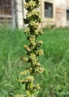 Einzelbild 8 Guter Heinrich - Chenopodium bonus-henricus