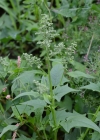 Einzelbild 6 Bastard-Gänsefuss - Chenopodium hybridum