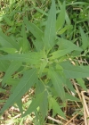 Einzelbild 6 Weisser Gänsefuss - Chenopodium album