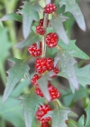 Einzelbild 7 Echter Erdbeerspinat - Blitum virgatum