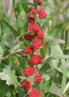 Einzelbild 8 Echter Erdbeerspinat - Blitum virgatum