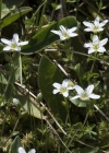 Einzelbild 4 Wimper-Sandkraut - Arenaria ciliata