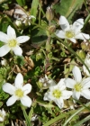 Einzelbild 6 Wimper-Sandkraut - Arenaria ciliata