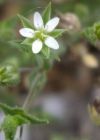 Einzelbild 4 Gewöhnliches Quendelblättriges Sandkraut - Arenaria serpyllifolia