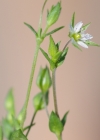 Einzelbild 5 Gewöhnliches Quendelblättriges Sandkraut - Arenaria serpyllifolia