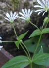 Einzelbild 7 Hain-Sternmiere - Stellaria nemorum