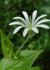 Einzelbild 8 Hain-Sternmiere - Stellaria nemorum
