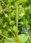 Einzelbild 6 Gewöhnliche Vogelmiere - Stellaria media